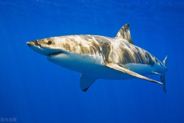 鲨鱼属于鱼类吗，乌贼是鱼类吗（世界上最大的五种鲨鱼）
