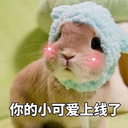 宝贝兔兔表情包第二弹。，一只小兔兔2表情包（你的小可爱上线了图片）