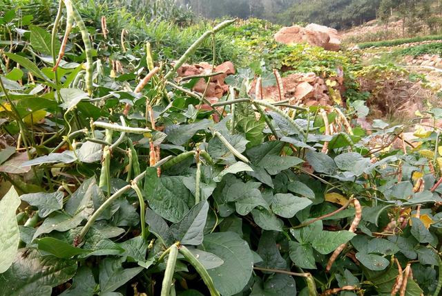 杂粮有哪些品种，粗粮都有什么（中国豆类大全）