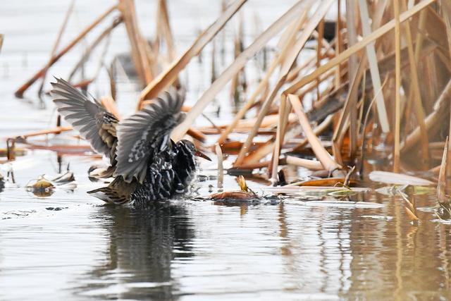 水鸡是什么，水鸡是什么车（西方秧鸡、叽咋柳莺......）