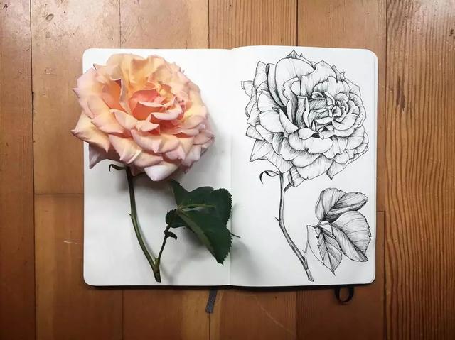 怎样用中性笔画玫瑰花好看，中性笔画花卉图片（一篇用针管笔画的植物花卉）