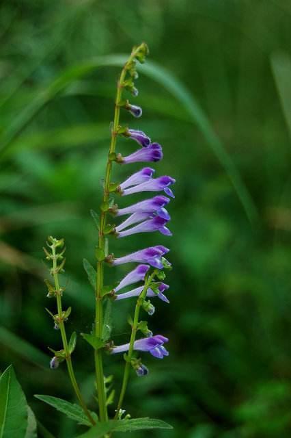 半支莲的功效与作用，半边莲的作用与功效（这野草价值高人称“半枝莲”）