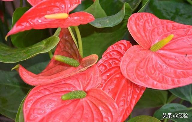 红掌的养护方法，红掌怎么养才能开花（红掌的养殖方法和注意事项）