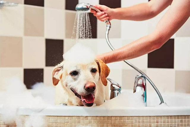 养狗的好处和坏处，养狗的坏处（养狗的坏处英语）