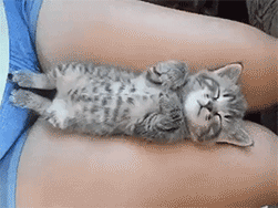 梦见杀了猫是什么意思，梦见杀了猫是什么意思啊（会梦到铲屎官吗）