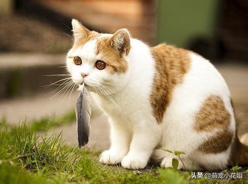 蒂凡尼猫介绍，蒂凡尼的早餐里面的猫是什么品种（猫咪罕见的遗传病多囊肾）