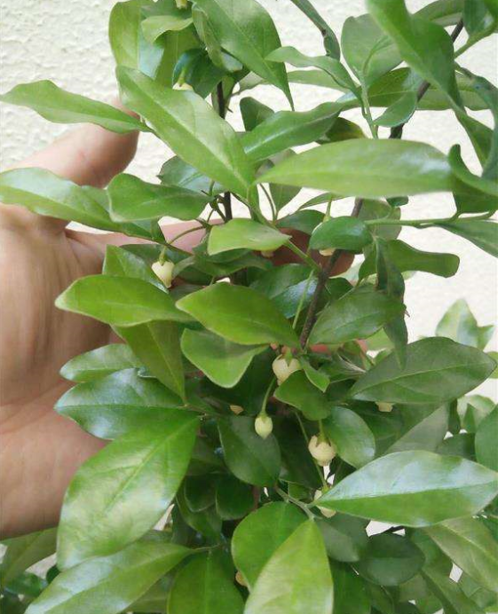 金弹子开花期间怎样管理，金弹子开花期间如何管理（金弹子进入花期）