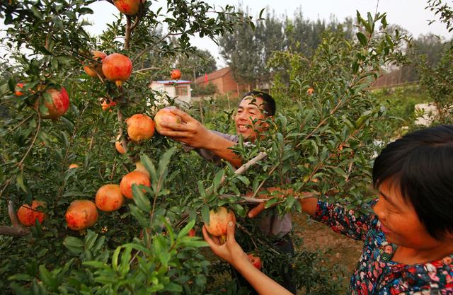 石榴树怎么剪枝，石榴剪枝方法（石榴树四季修剪方法介绍）
