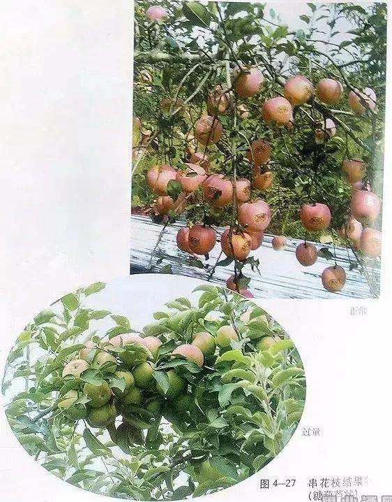 苹果树修剪技术，苹果树修剪技巧（苹果树“傻瓜式”修剪技术）