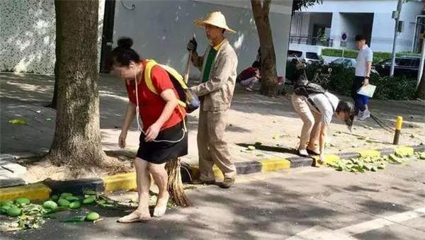 芒果坏了的图片，怎样判断芒果坏了（马路边上的芒果树大丰收）