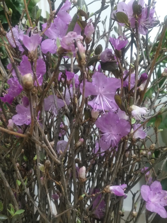金达莱花中国叫什么花，金达莱花的由来（野外看到4种植物）
