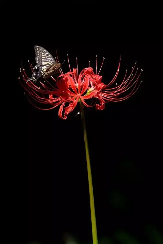 彼岸花，微信头像，彼岸花（48张彼岸花图，真是美极了）