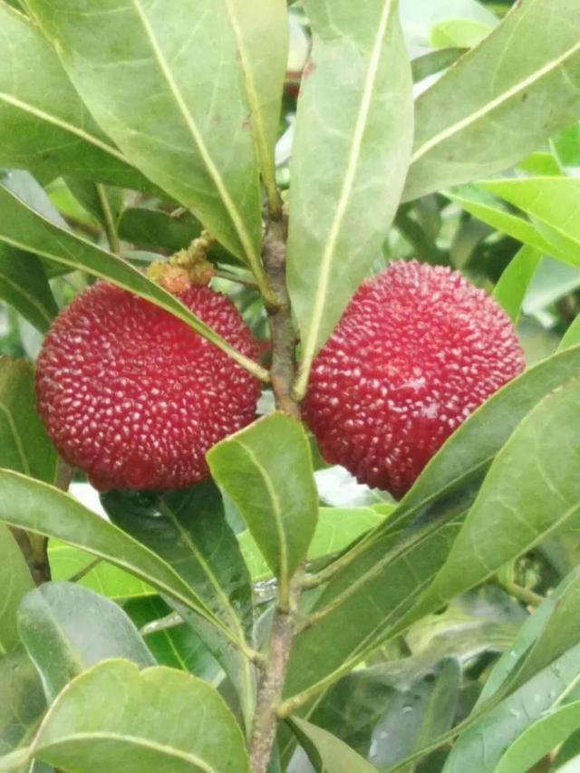 喉咙发炎可以吃杨梅吗，喉咙发炎吃什么水果（杨梅乌了，陡寨在等你）