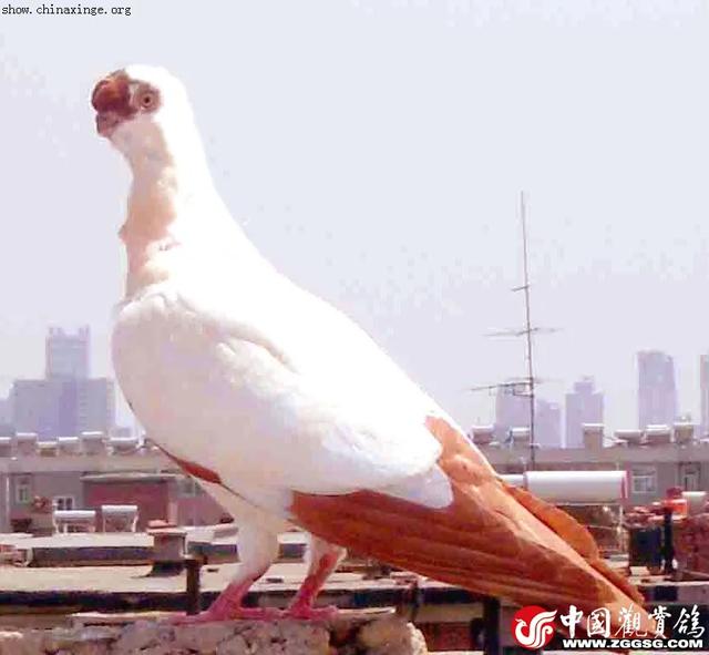 鸽怎么读，鹄怎么读鸿鹄之志（《北京鸽哨》、《明代鸽经·清宫鸽谱》据不完全统计200余种）