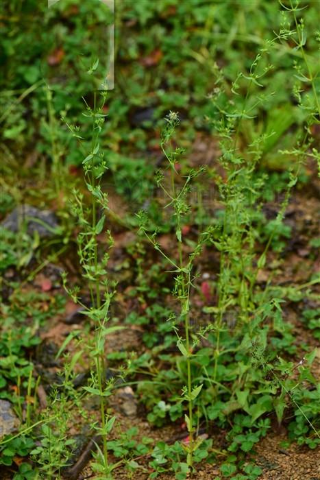 青叶胆的功效与作用 青叶胆的好处介绍，青叶胆的功效与作用（对耳鸣耳聋有一定疗效）