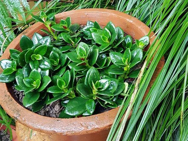 金鱼吊兰怎么养才开花，1年四季都能开花