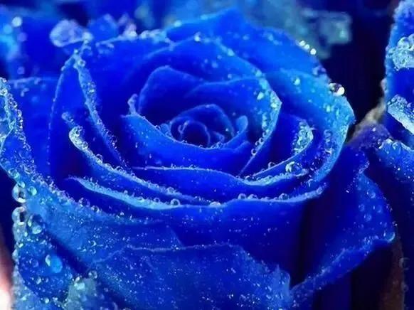 蓝色妖姬价格，关于蓝色妖姬（蓝色妖姬哪里有卖）