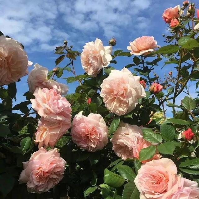 微信壁纸图片大全，微信背景图片（微信朋友圈背景图<60张>）