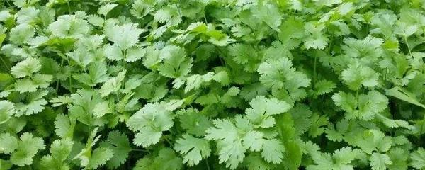香菜种植方法和时间，香菜种植技术及管理（香菜种植方法和时间几月播种）