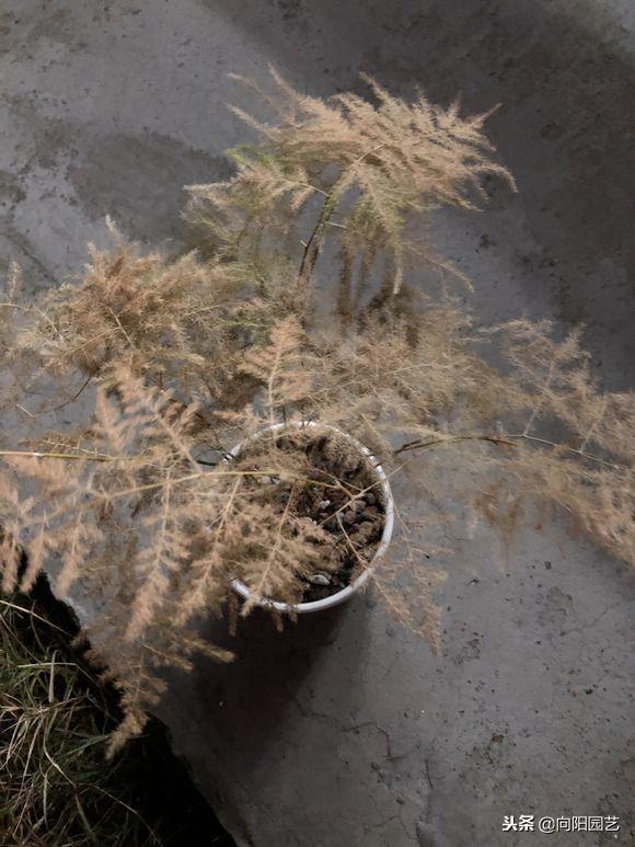 文竹的养殖方法，提高家庭的档次（文竹的养殖方法和注意事项几天浇水）