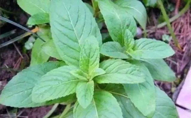 绿箭口香糖是用什么做的 无糖薄荷糖对身体有害吗,绿箭口香糖是用什么