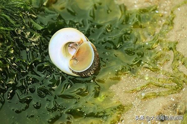 大连西中岛怎么样，西中岛旅游攻略（2019年五一小长假）