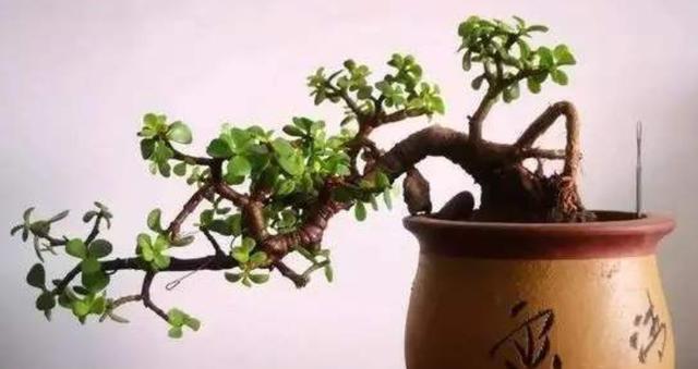 金枝玉叶如何造型，金枝玉叶盆景造型剪枝方法（金枝玉叶要塑形）