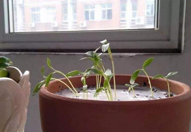 淘米水发酵多久浇花最好，淘米水要发酵多久能浇花和蔬菜（放在阳台发酵半个月）