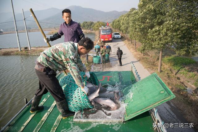 鲤鱼的养殖方法，家庭养鲤鱼怎么养（这些方法简单易学效果好）