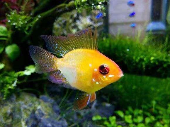 龙鱼水温多少合适，饲养银龙鱼的水温多少合适（新到的观赏鱼入缸水温定在多少度比较恰当）