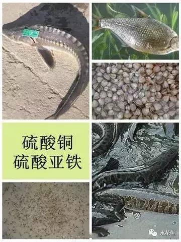 用什么农药药鱼，用什么农药药鱼最厉害（常用鱼药的优缺点与药用量及品种禁忌）