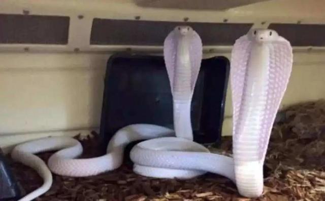 爱丽丝 金，尼古拉斯凯奇老婆爱丽丝金（尼古拉斯凯奇是如何自毁的）