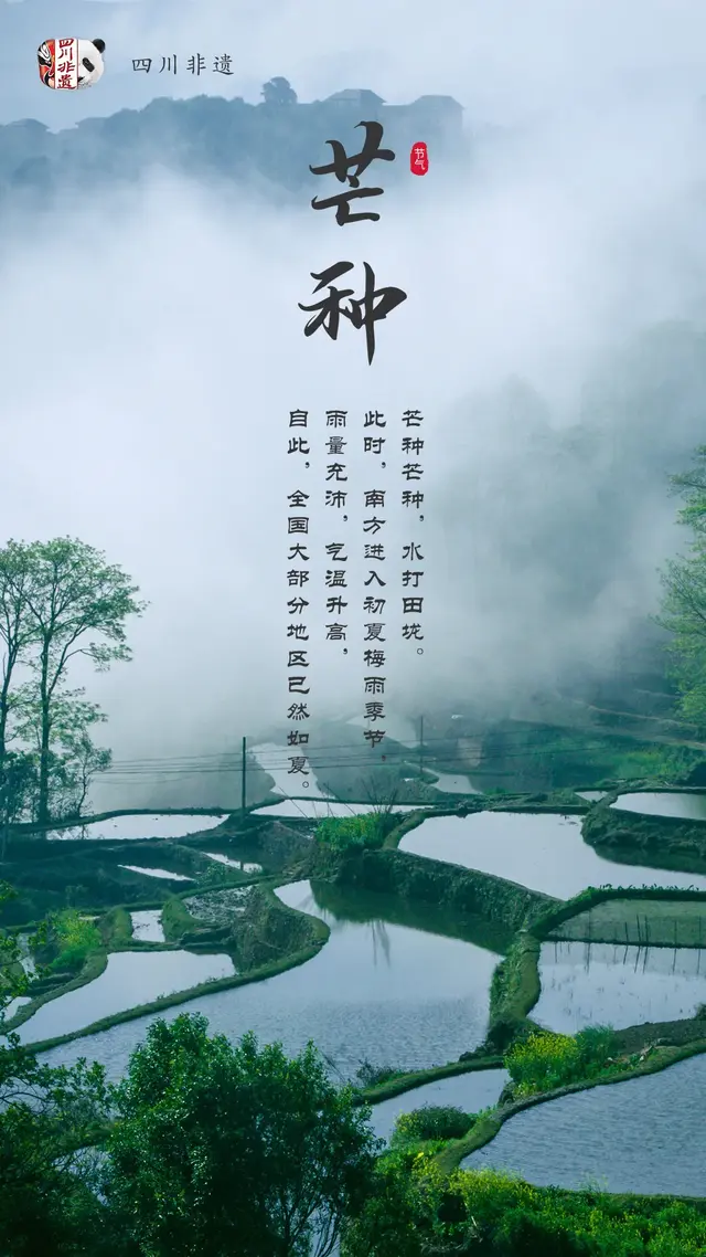 梅子什么时候成熟，梅子是什么季节的水果（芒种：栀子花开，麦黄梅熟）