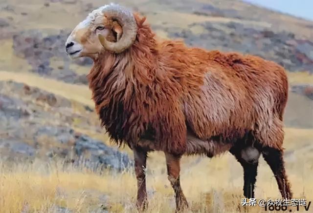 大同特产，世界上最好的羊，看看都在哪（大同特产有什么可以送礼的）