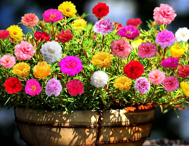 每月什么花开，每月什么花开写一个作文（23种开花植物）