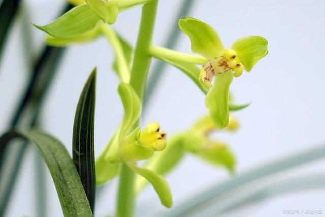 兰花怎么养 手把手教你养殖，兰花怎么养（新手也能养的苗壮开花多）