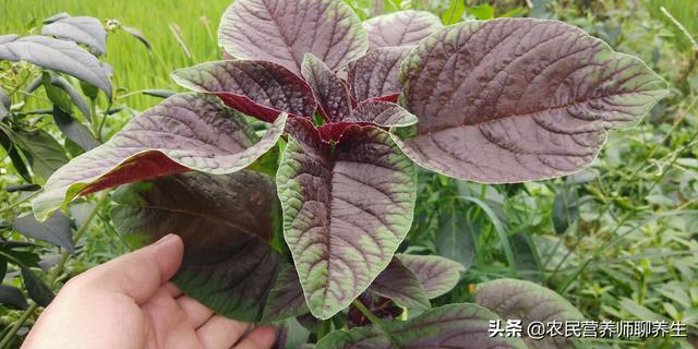 汉菜的作用和功效，汉菜的功效与作用（农村常见的苋菜为啥叫“长寿菜”）
