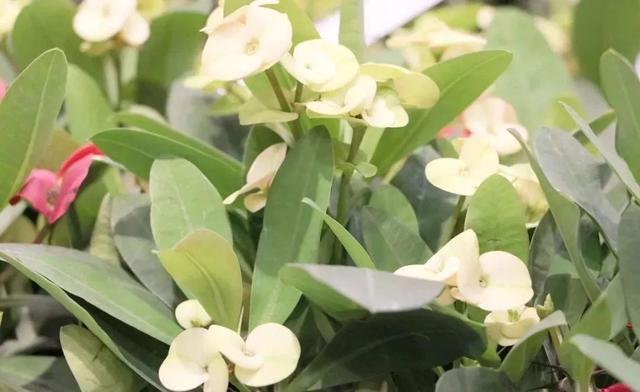 虎刺梅，你会养这种浑身带刺的植物么（虎刺梅怎么扦插）