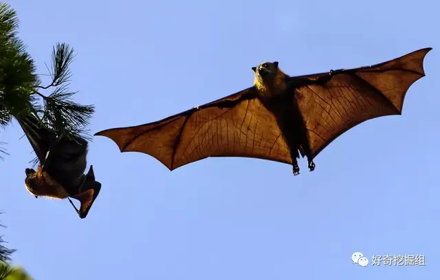 十大最恐怖蝙蝠图片，十大恐怖生物（你不知道它们到底有多恐怖）