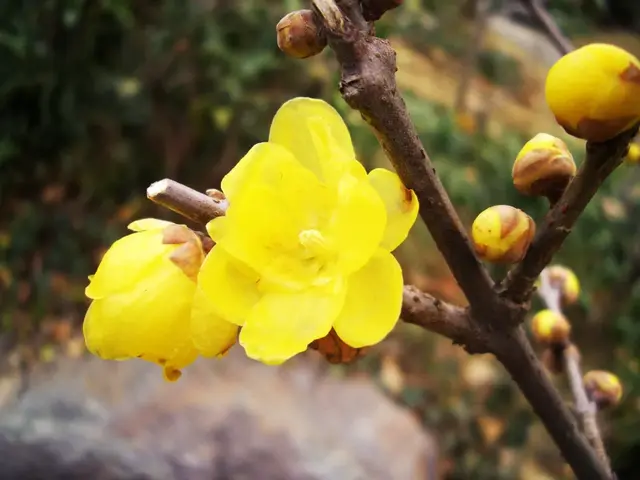 花诗歌，花之歌的作者是谁（50种花卉配50首古诗）