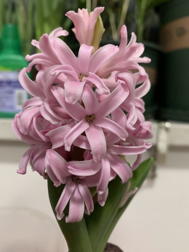 风信子图片，11月份最适合养风信子（风信子图片）