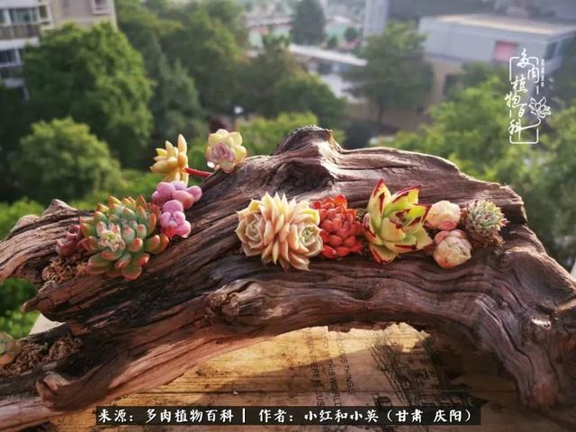 姐妹情深的句子，姐妹情深的句子简短（赏娇媚多肉，忆姐妹情深）