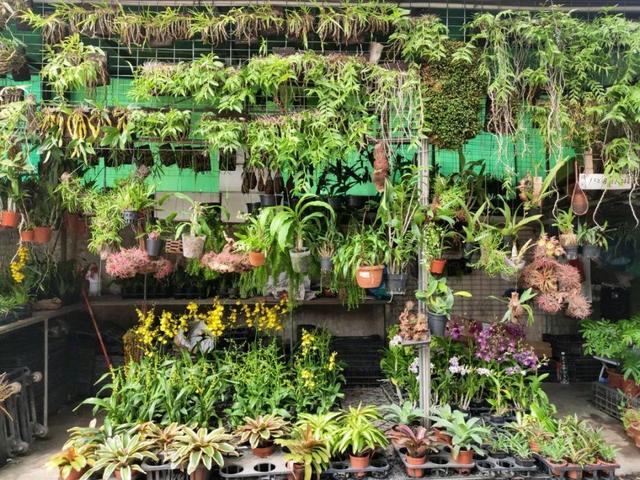 荷花最好看的品种是什么，这花最好看、最好养