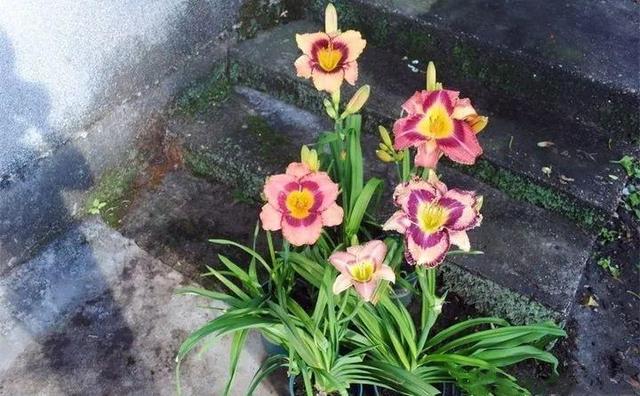 SuSu:一起种草莓来吗，微信头像，SuSu:一起种草莓来吗?【杂图】（花芽蹭蹭长满盆）