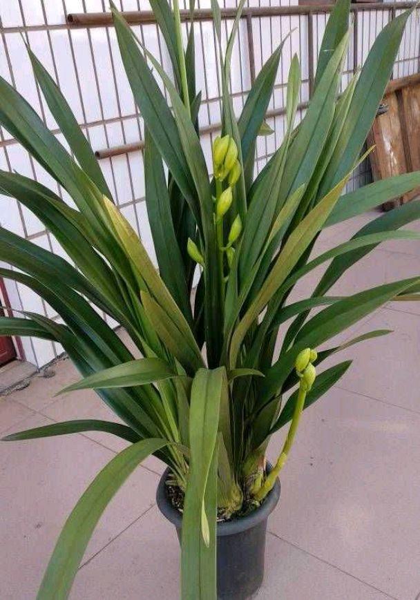 大花蕙兰怎么养，花苞多花朵大灿烂盛开（蕙兰怎么养）