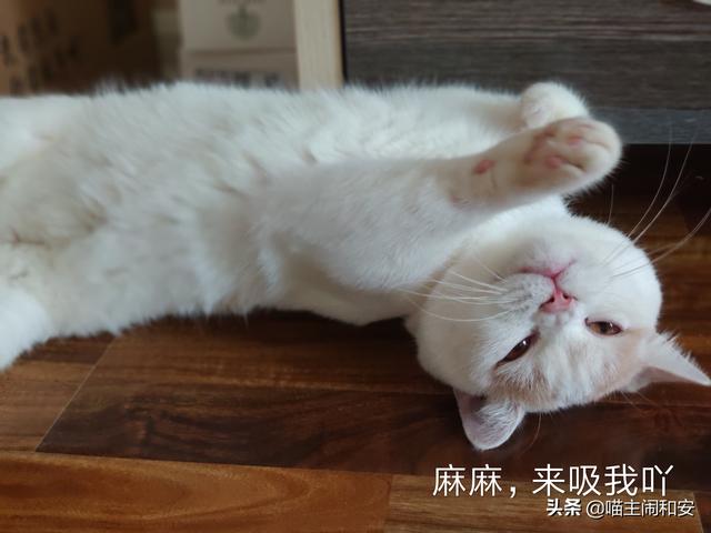 吸猫是啥意思是什么，吸猫到底是什么意思（每天都在狂“吸猫”的你）