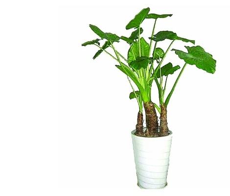 红铁树的作用与功效，红铁树的作用与功效是什么（分享10种寓意美好并且适合客厅种植的植物）