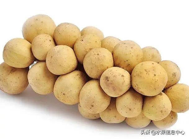 醋柳果的功效与作用，醋柳果的功效与作用及禁忌（国内有哪些小众特色水果）