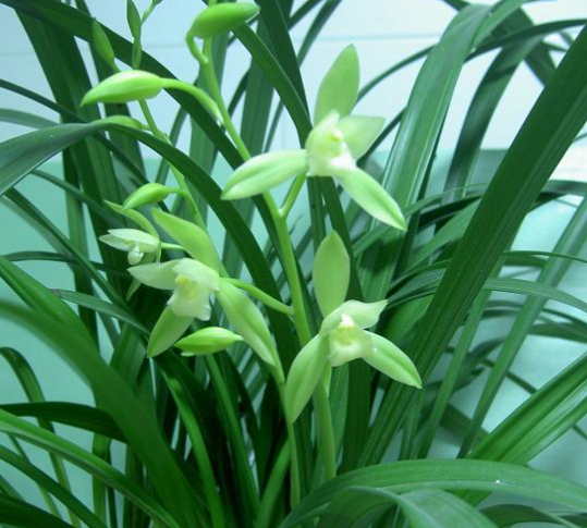 兰花品种大全以及兰花培育详解,兰花品种大全以及兰花培育图(春,蕙,建