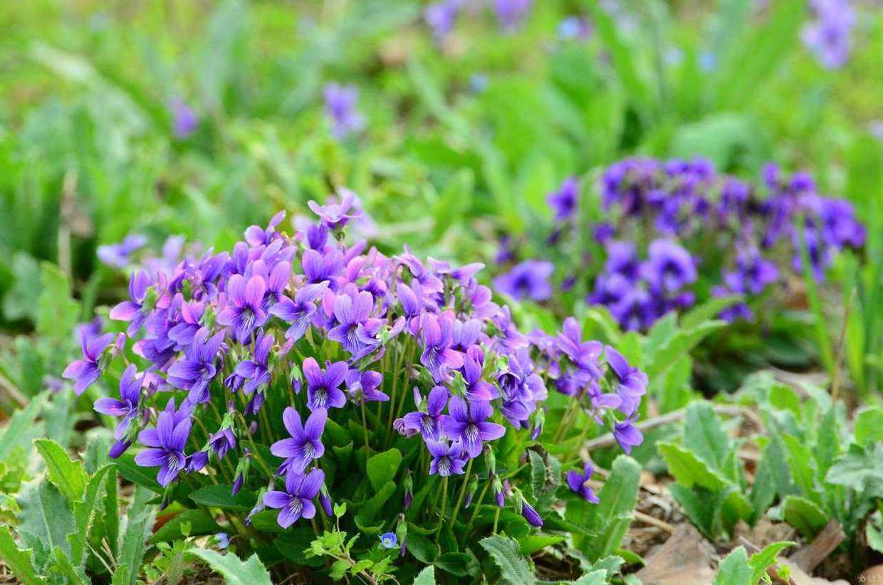 草本紫花地丁(野菜紫花地丁图片)-柯彬网